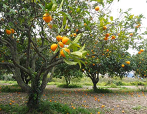 orange citrus grove