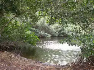 wetland restoration