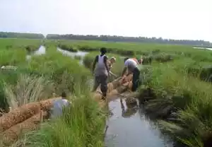 coir logs in the marsh