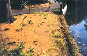 coir blanket and log working together for bank stabilization