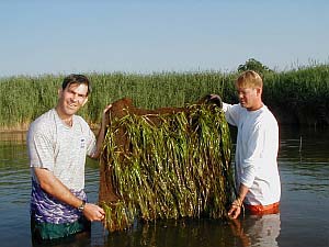 coir erosion control pad